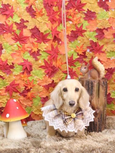 20241108きなこちゃん